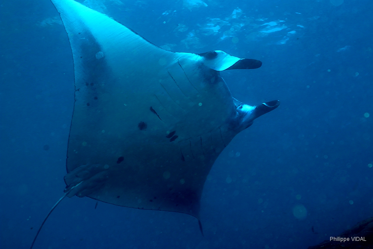 Bali 2016 - Oceanic Manta Ray - Raie Manta Oceanique - Manta Birostris - IMG_5958_rc.jpg